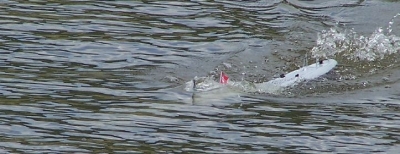 hafen2008_20100515_2076719392